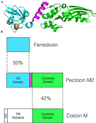 Bacteriocins Targeting Gram-Negative Phytopathogenic Bacteria: Plantibiotics of the Future